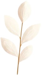 a white flower with a stem on a white background.jpg